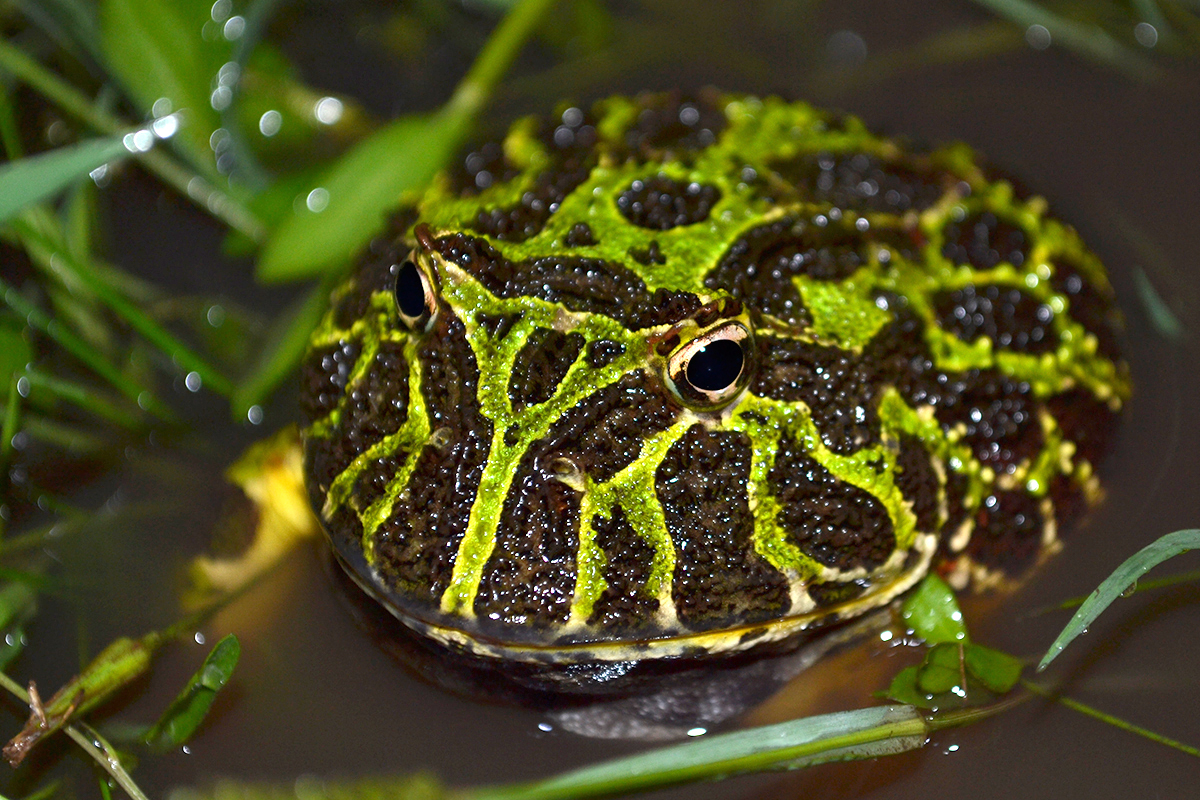 Male   Ph Pablo Saibene